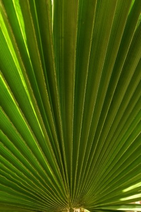 palmier de la feuille