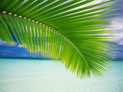 Palm Leaf Wallpaper Beaches Nature