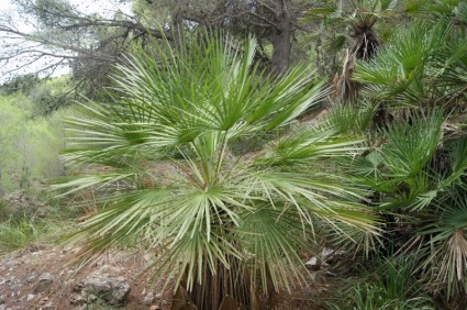 Palma planta exótica