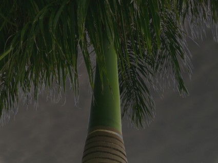 Дерево пальмы