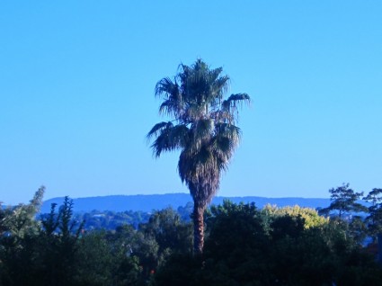 cây cọ và màu xanh bầu trời