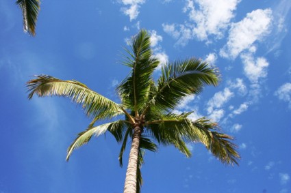 Palme und Wolken