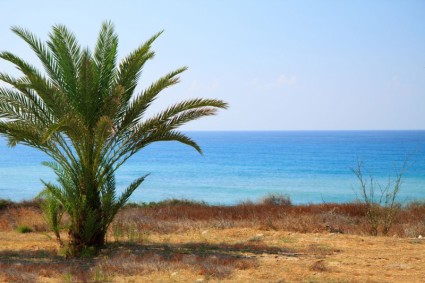 棕櫚樹和海