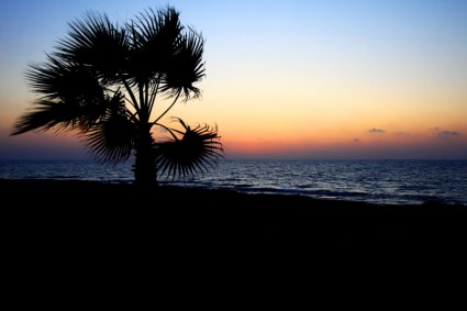 Palmeira e mar ao pôr do sol