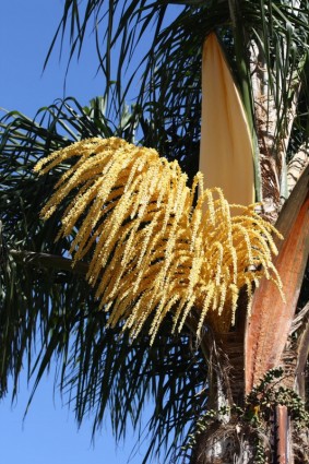 Palm cây hoa