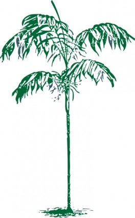пальмовое дерево картинки