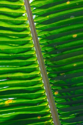 パーム ツリーの葉のパターン