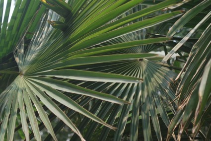 Palm-Baum-Blätter