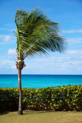 在海岸上的棕櫚樹