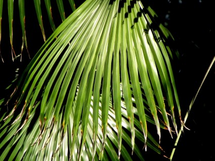 planta de árvore de palma