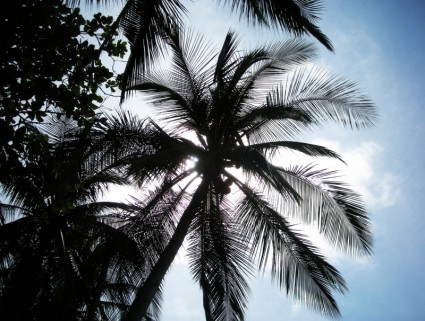 silhouette d'arbre palmier