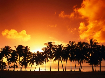 棕櫚樹日落壁紙風景自然