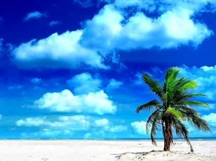 Palm Tree Wallpaper Beaches Nature