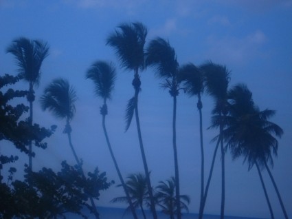 Пальмовые деревья