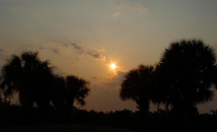 Palm pohon sunset