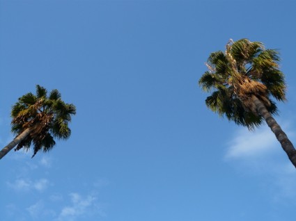 棕櫚樹樹天空