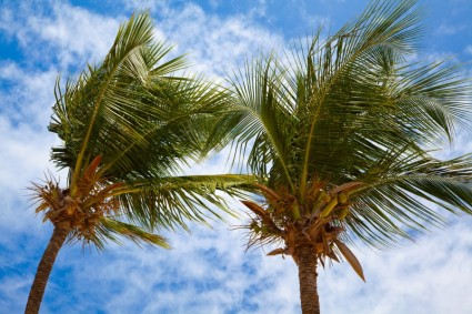 Palmen gegen Himmel