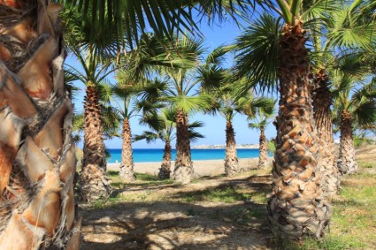 棕櫚樹和海