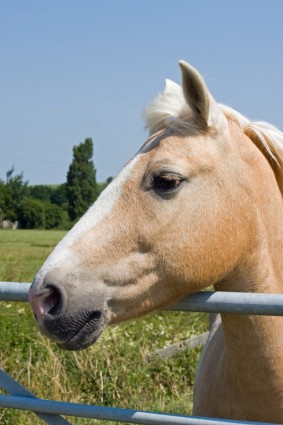 الحصان بالومينو الحصان بالومينو