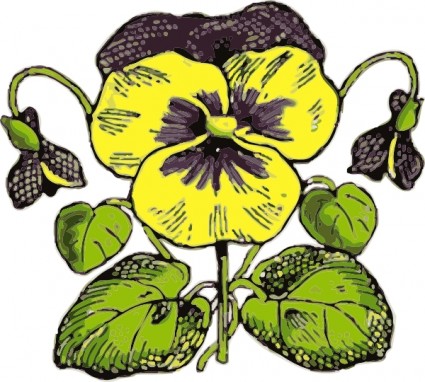 Pansy clipart