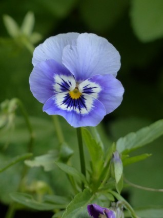 Анютины глазки цветок синий