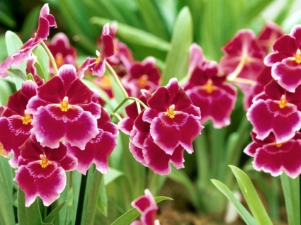 Pansy Orchid Wallpaper Flowers Nature