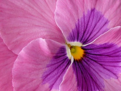 三色紫羅蘭粉紅色宏觀攝影
