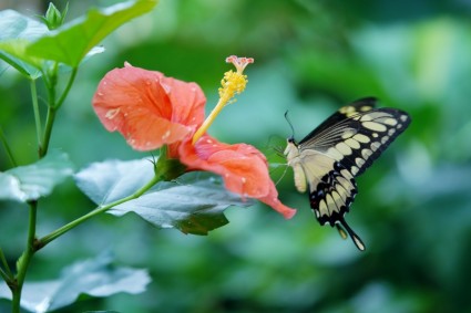 animal de mariposa Papilio cresphontes