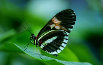 Papilio Rumanzovia Schmetterling