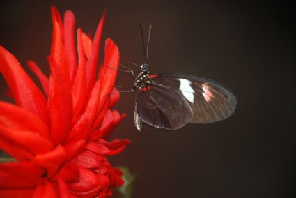 Papilio rumanzovia mariposa