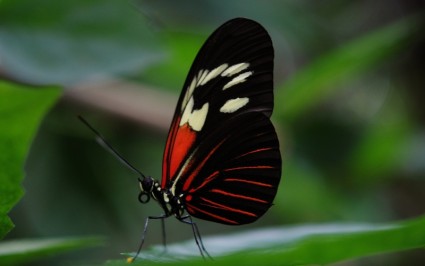 Papilio rumanzovia farfalla