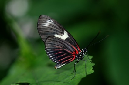animal de papillon Papilio rumanzovia