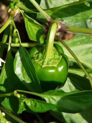 paprika ớt chuông thực vật tiêu cây bụi