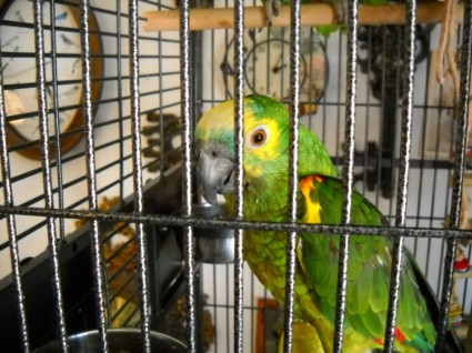 parakeet ในกรง