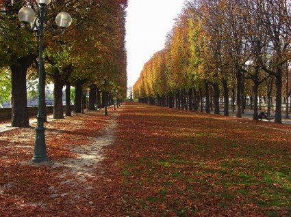 alberi di Francia Parigi