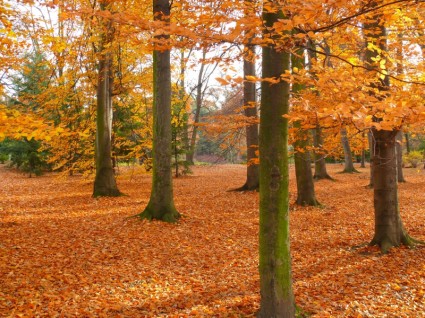 musim gugur Taman