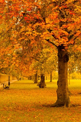 Park im Herbst gelb