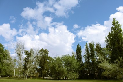 céu de árvores do parque