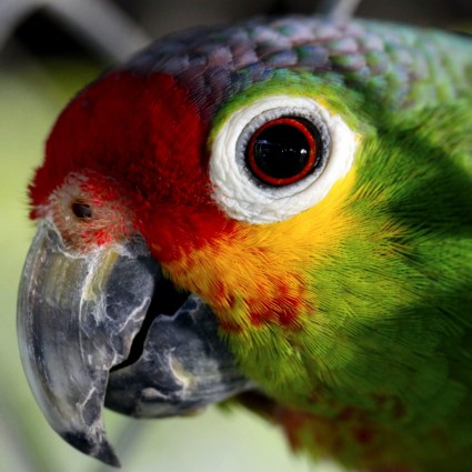 papagaio ave de cativeiro
