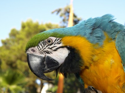 uccello del pappagallo ara