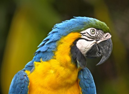 pássaro papagaio amarelo