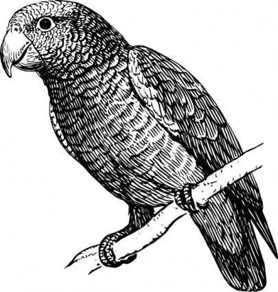 papagaio clip-art