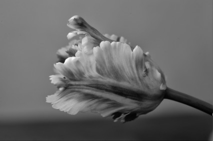 นกแก้วทิวลิปดอกทิวลิปดอกไม้