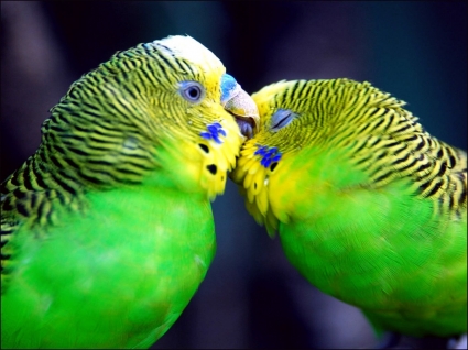 papagaios em animais de papagaios de papel de parede de amor