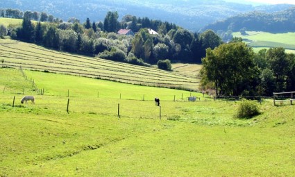 padang rumput dengan kuda