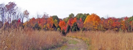 Pfad im Herbst-Feld