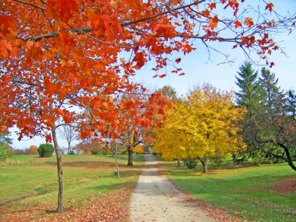 percorso in alberi di autunno