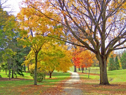 秋天的樹木中的路徑