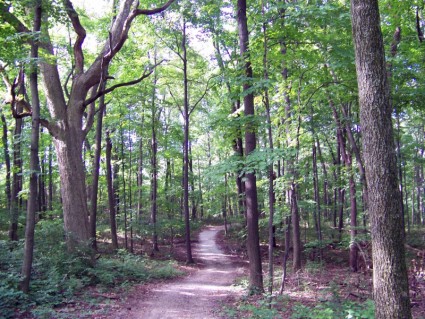 caminho na floresta