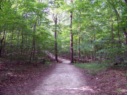 caminho na floresta